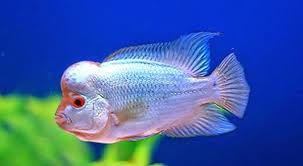 Djoglo Fish Jenis Jenis Ikan Louhan Serta Sejarahnya Cichlids Ikan Akuarium Ikan