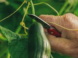 When the cucumbers sprout, give them about 1 inch of water per week and add a trellis for their vines to attach to, which will help. How To Grow Cucumbers In A Greenhouse