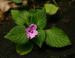 Image result for Impatiens sylvicola
