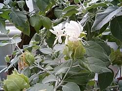 Image result for Barleria albostellata