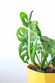 Monstera Obliqua Must Have Voor De Urban Jungle Monstera Gatenplant Planten