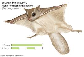 Flying Squirrel Rodent Britannica