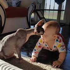 Pin By Aunee On Crafty Cats Sphynx Breeder Follow On Facebook Or Instagram Sphinx Cat Sphynx Cat Sphynx