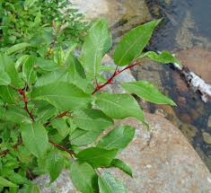 Image result for Salix