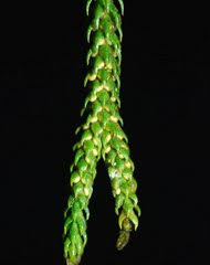 Image result for Huperzia afromontana