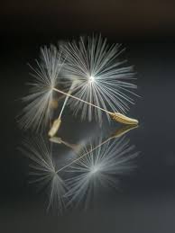 Pin By صورة و كلمة On صور أعجبتني صور للتصميم Background Wonderful Pictures Dandelion Pictures Dandelion Art Nature Photography