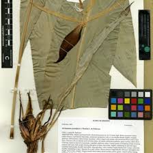 Image result for Aframomum spiroligulatum