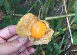 Can you grow berries in a dry climate? Homegrown Poha Berries Akatsuka Orchid Gardens