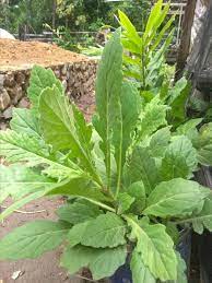 Daun dewa adalah obat tradisional yang sudah lama digunakan untuk berbagai penyakit; Daun Dewa Posts Facebook