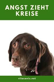 Angst Zieht Kreise Mit Bildern Hund Angst Hunde Angst