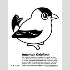 In world of animals you will find birds coloring pages, as well as others. American Goldfinch Coloring Page Fun Free Downloads Activity Pages Birdorable