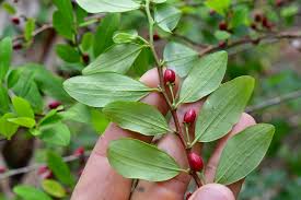 Image result for Erythroxylum