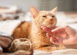 How To Spot Signs Of Ticks On Cats My Pet And I
