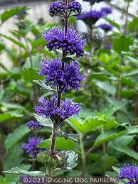 Image result for Caryopteris odorata