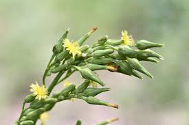 Image result for Lactuca ugandensis