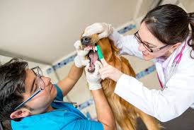 Find your nearest animal trust clinic book a free consultation now 2021 Dog Teeth Cleaning Costs Dog Dental Cleaning Cost