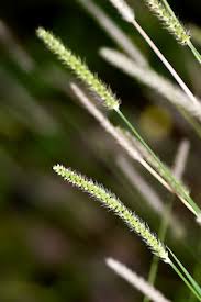 Image result for Cayratia gracilis