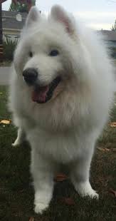 Rio is a lovely young male approx years old maybe. 99 Chow Chow Samoyed Mix For Sale L2sanpiero