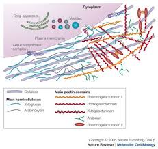 It enables the vacuoles to. Growth Of The Plant Cell Wall Nature Reviews Molecular Cell Biology