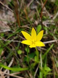Image result for Hypoxis monanthos