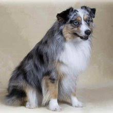 Check spelling or type a new query. Puppyfind Toy Australian Shepherd Puppies For Sale