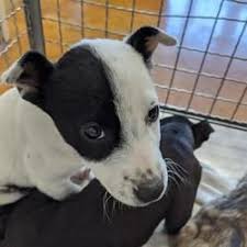 We pioneer innovative lifesaving programs designed to save american pets alive! Austin Animal Center In Austin Texas Animals Dog Adoption Pet Adoption