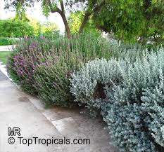 Ask for help on soils. Leucophyllum Frutescens Texas Ranger Texas Sage Barometer Bush Cenizo Silverleaf Purple Sage Toptropicals Com