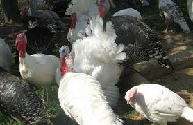 Likewise, how big of a turkey do i need for 15 people? The Weight Of An Adult Turkey Average And Maximum Weight Of A Turkey
