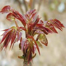 Image result for Toona