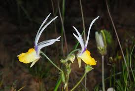 Image result for Nemesia lilacina