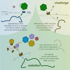 Image result for Gold 1998 AAV