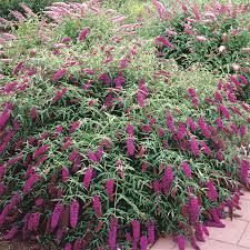 Image result for buddleia davidii