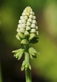 Image result for Lobelia petiolata