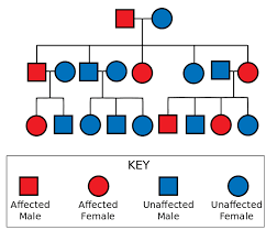 Some facts about genetics and huntington's: Chorea Huntington Symptome Diagnostik Therapie Lecturio