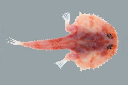 Halicmetus drypus