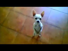 Chiguagua Bailando Flamenco Youtube