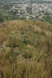 Image result for Kwai Tau