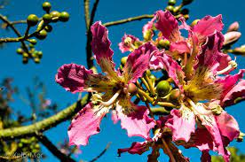 Types of flowering trees hong kong orchid mimosa southern flowering trees best flower california yellow pink in. Home Of Xplormor Expedtion Photography Website Xplormor Beautiful Pink Flowers Trees To Plant Photography Website