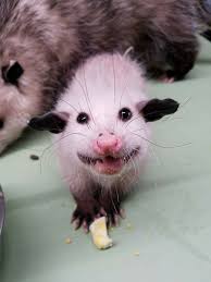 Meatball the Opossum – Raven Ridge Wildlife Center Blog