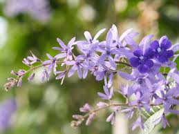Image result for Petrea volubilis