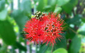 Image result for Combretum erythrophyllum