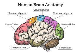 Human Brain Anatomy Diagram 1193930 Illustrations Design Bundles In 2021 Human Brain Anatomy Brain Anatomy Human Brain Diagram