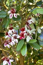 Image result for Feijoa sellowiana