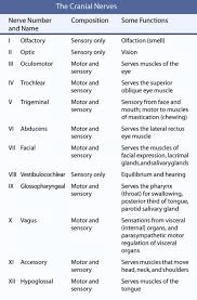 Cranial Nerves Nclex Tumblr
