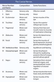 Cranial Nerves Nclex Tumblr