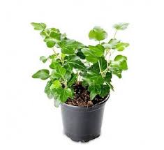 Tanaman yang kalian buat untuk mengobati luka. Tanaman Hias Pembersih Udara Ruangan Penyejuk Mata Dan Hati