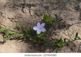 Image result for Barleria macrostegia