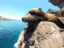 Espiritu santo is a diver's paradise with a multitude of sites and wrecks. Isla Espiritu Santo Sealion Snorkeling Tour In Mexico From 80 Awe365