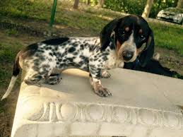 Black And Tan Dapple Dachshund Puppy Smooth Coat Black Tan Piebald Dachshund Piebald Dachshund Dachshund Colors Weenie Dogs
