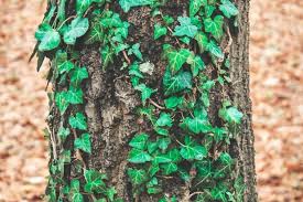 Comment Faire De La Lessive Au Lierre Gratuit Naturel Deconsommateur Lessive Lierre Diy Lessive